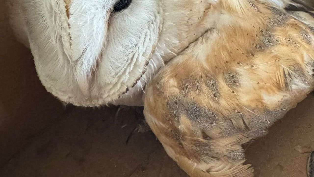 Şırnak'ta Yaralı Peçeli Baykuş Tedavi Altına Alındı