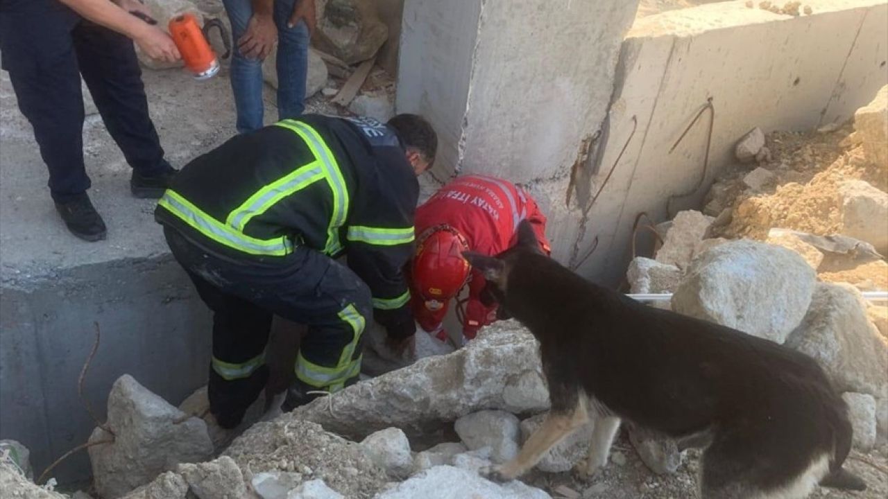 Antakya'da Deprem Yıkıntısından 5 Yavru Köpek Kurtarıldı
