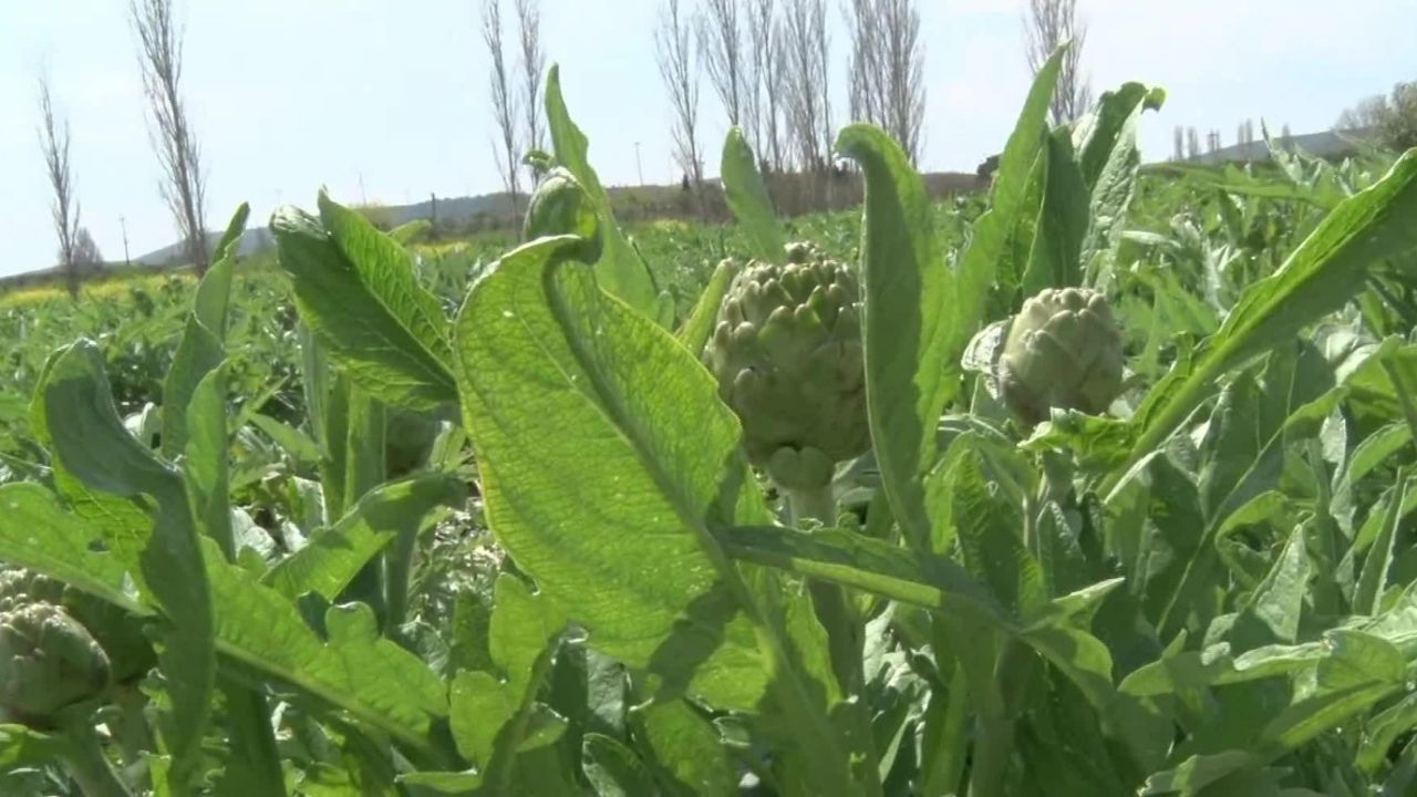 Türkiye'nin enginar bahçesi İzmir’de hasat yoğunluğu başladı!