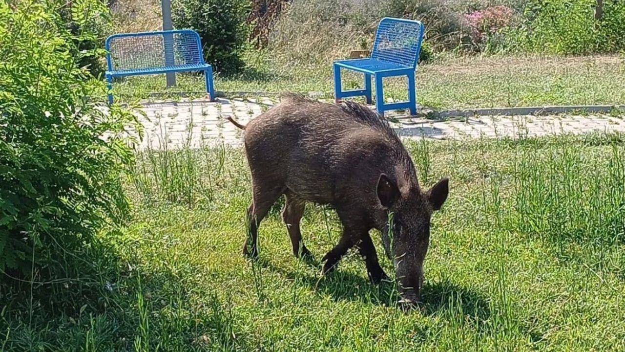 İzmir'de domuz sürüsü şehre indi