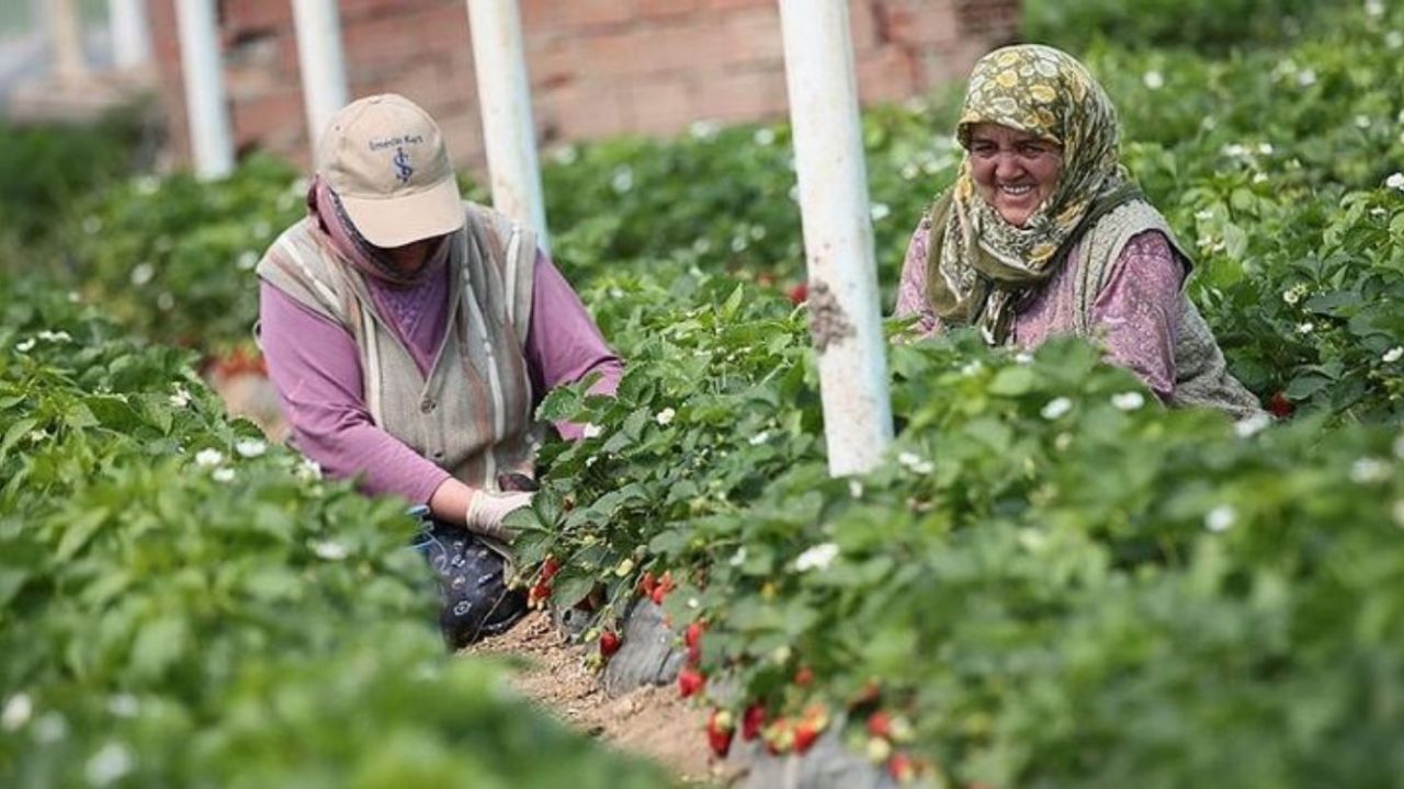 İzmir Menemen'in vazgeçilmez lezzeti: Emiralem çileğinin hasadı başladı