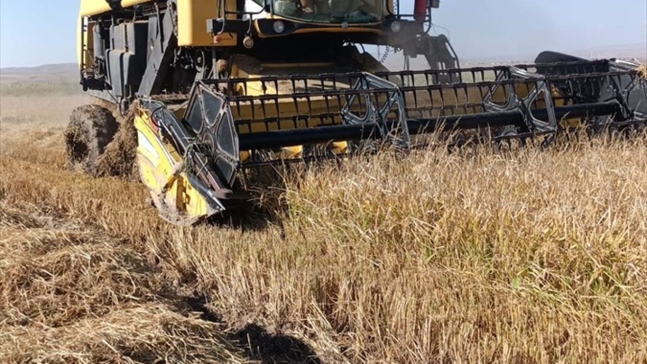 Çankırı'nın Kızılırmak İlçesinde Çeltik Hasat Dönemi Başladı
