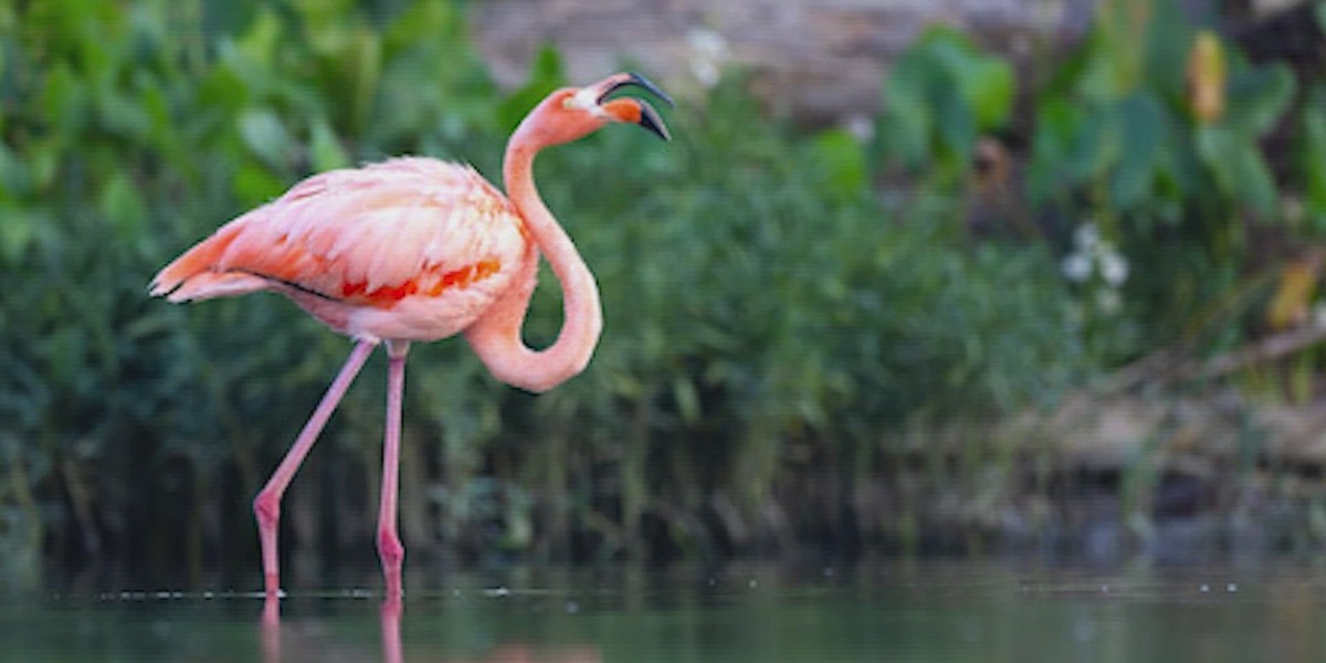 flamingolar görenleri büyülüyor