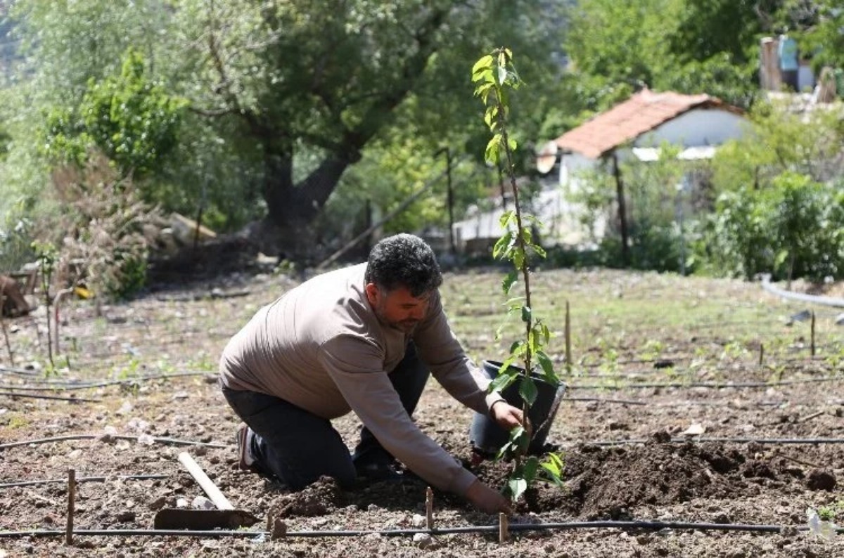 Bornova Belediyesi üreticilere ücretsiz meyve fidanı dağıtacak