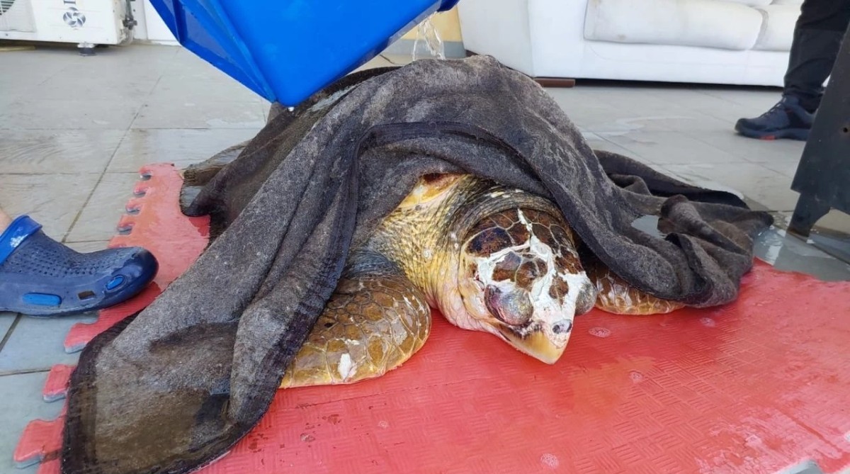 Güzelbahçe'de kıyıya vuran caretta carettayı itfaiye ekipleri kurtardı