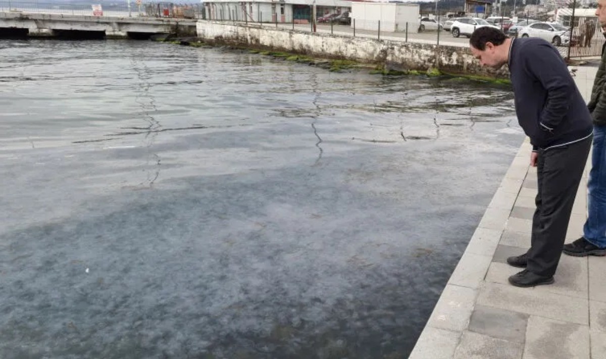 Denizanaları Karadeniz’i istila etti!